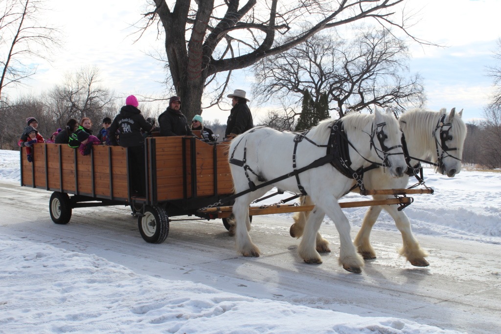 People Riding Horse Drawn Sleigh During Greenway Skidays Grand Forks- NEEDS SHAWNA NOEL SCHILL CREDIT People Riding Horse Drawn Sleigh During Greenway Skidays Grand Forks- NEEDS SHAWNA NOEL SCHILL CREDIT