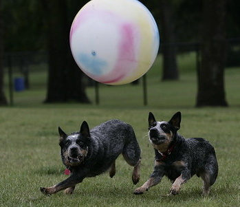 Dogs Playing with Ball at Lincoln Dog Park in Grand Forks North Dakota Dogs Playing with Ball at Lincoln Dog Park in Pet Friendly Grand Forks North Dakota