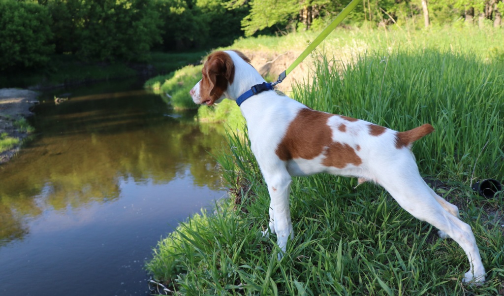 Dog Enjoying Nature Near River in Best City for Dog Lovers 2 Dog Enjoying Nature Near River in Best City for Dog Lovers 2