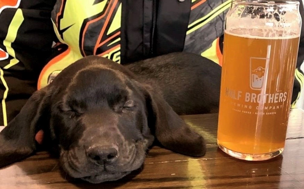 Dog Enjoying Pet Friendly Half Brothers in Grand Forks North Dakota (2) Dog Enjoying Pet Friendly Half Brothers in Grand Forks North Dakota (2)