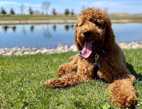 Goldendoodle enjoying Ryan Lake and Park in Grand Forks North Dakota (2) Goldendoodle enjoying Ryan Lake and Park in Grand Forks North Dakota (2)