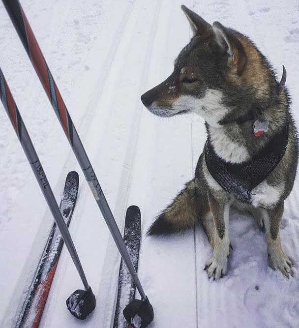 Grand Forks skiing on the pet friendly greenway 2 Grand Forks skiing on the pet friendly greenway 2