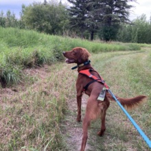Red canicross crop 1 Dog walking a grassy trail on a leash.