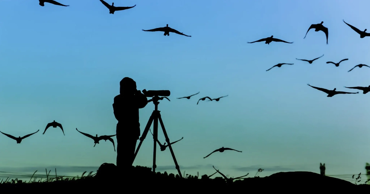bird-watching-grand-forks Bird watching at dawn in Grand Forks.