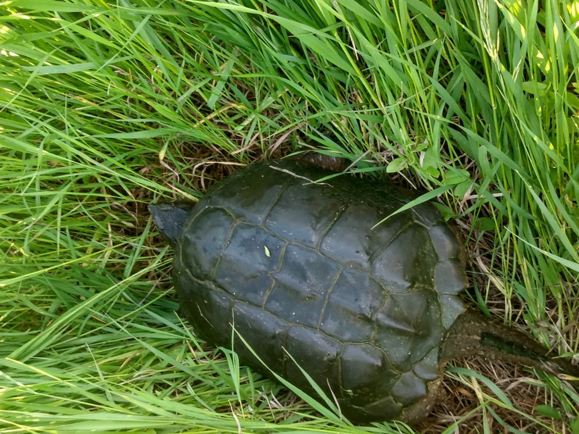 turtle-river-state-park Turtle in the grass at Turtle River State Park in the Grand Forks Region.