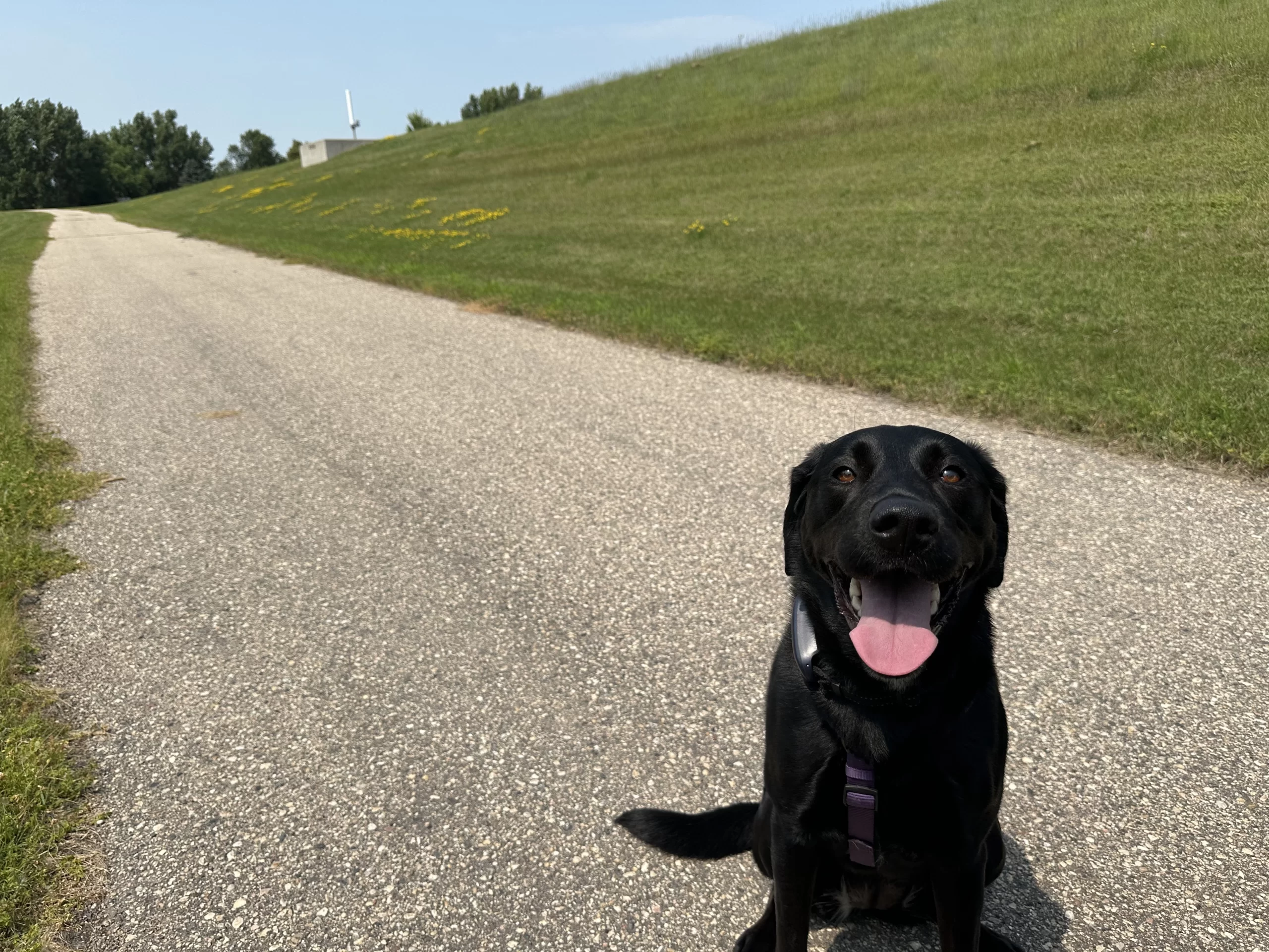 grand-forks-dog Dog on the Greenway in Grand Forks.