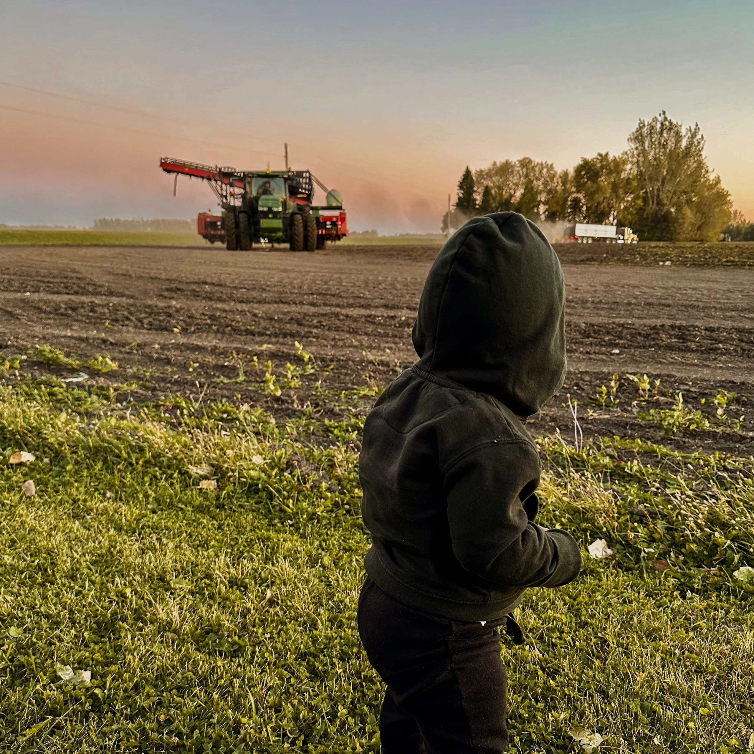 baby-in-sugar-beet-field-in-grand-forks Baby in sugar beet field in Grand forks