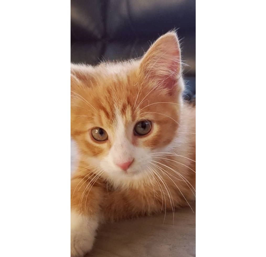 Orange and White Kitten Orange Kitty poses for camera from Journey Home