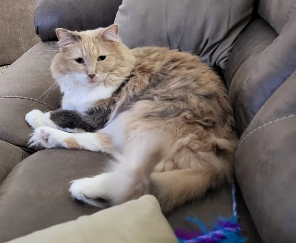 Leia lounging Author Dave's cat Princess Leia lounges on their couch lookin oh so comfy.