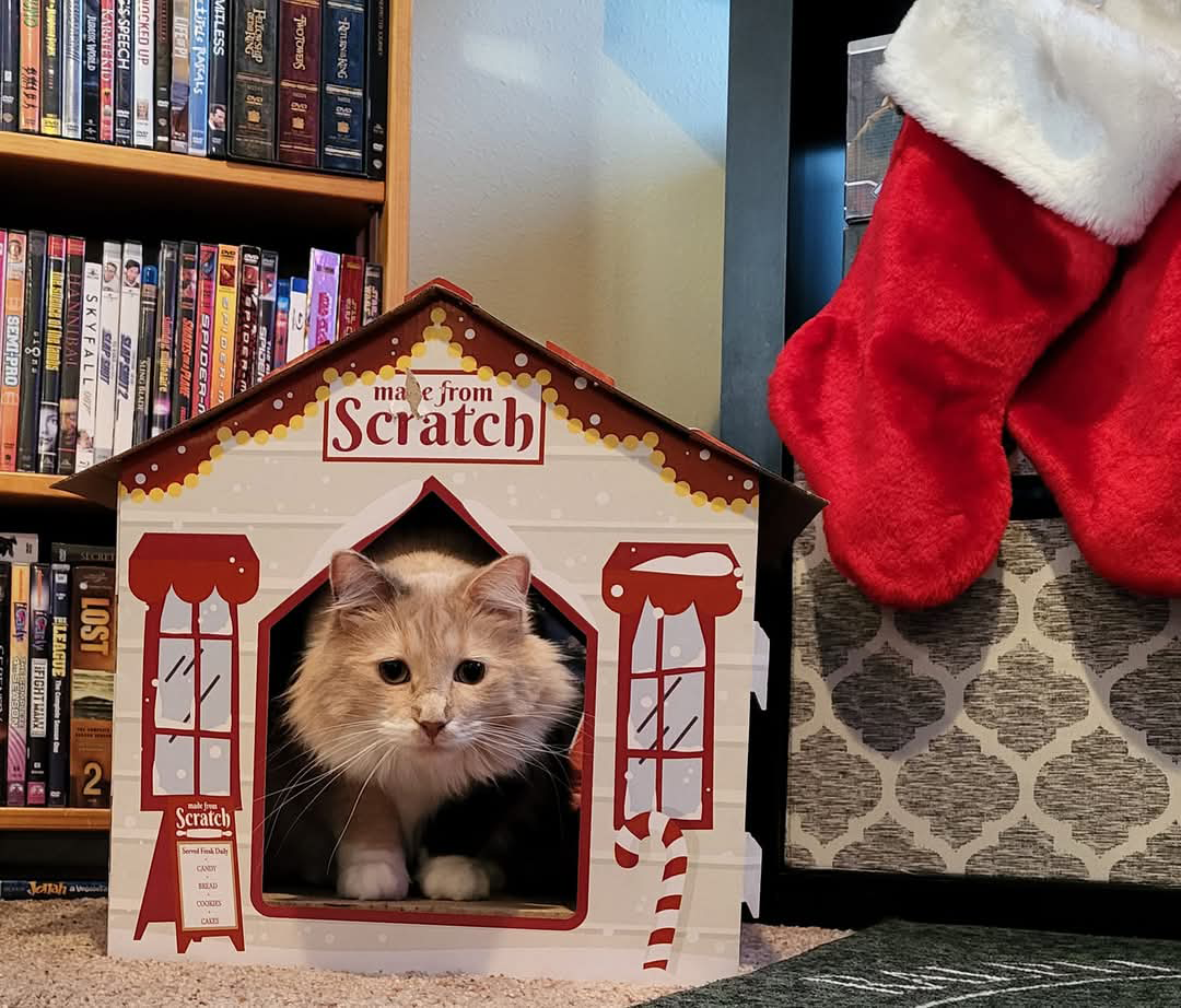 Leia in living room Author Dave's cat is caught perching outside a little festive mini house made of cardboard around christmas time