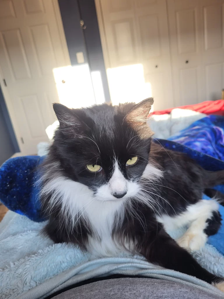 Oreo Foster Cat Author Dave's foster cat Oreo stares down the camera
