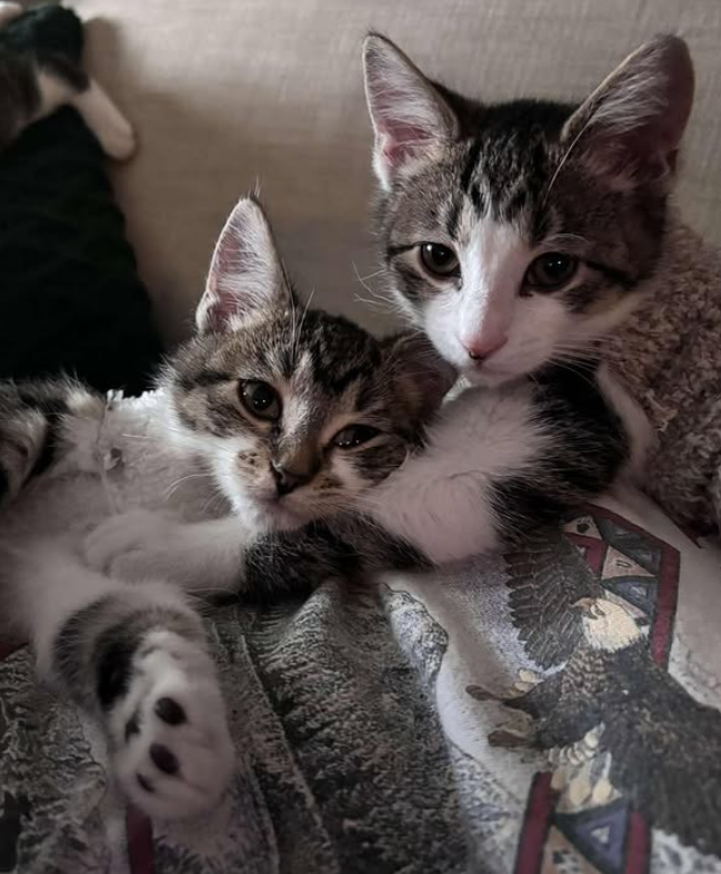 Grey Kittens Cuddling Two kittens from journey home cuddling together at their foster home