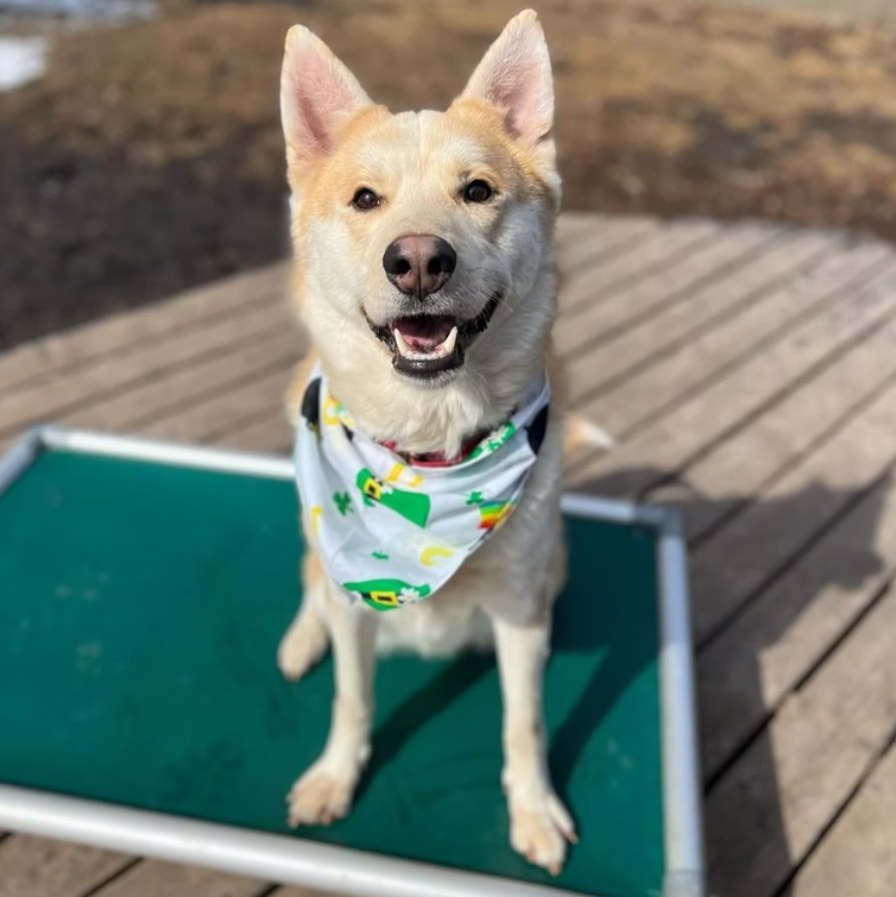 St. Paddy's Day Hankerchief Pup Another Smiling Pup wearing their St. Paddy's Day best!