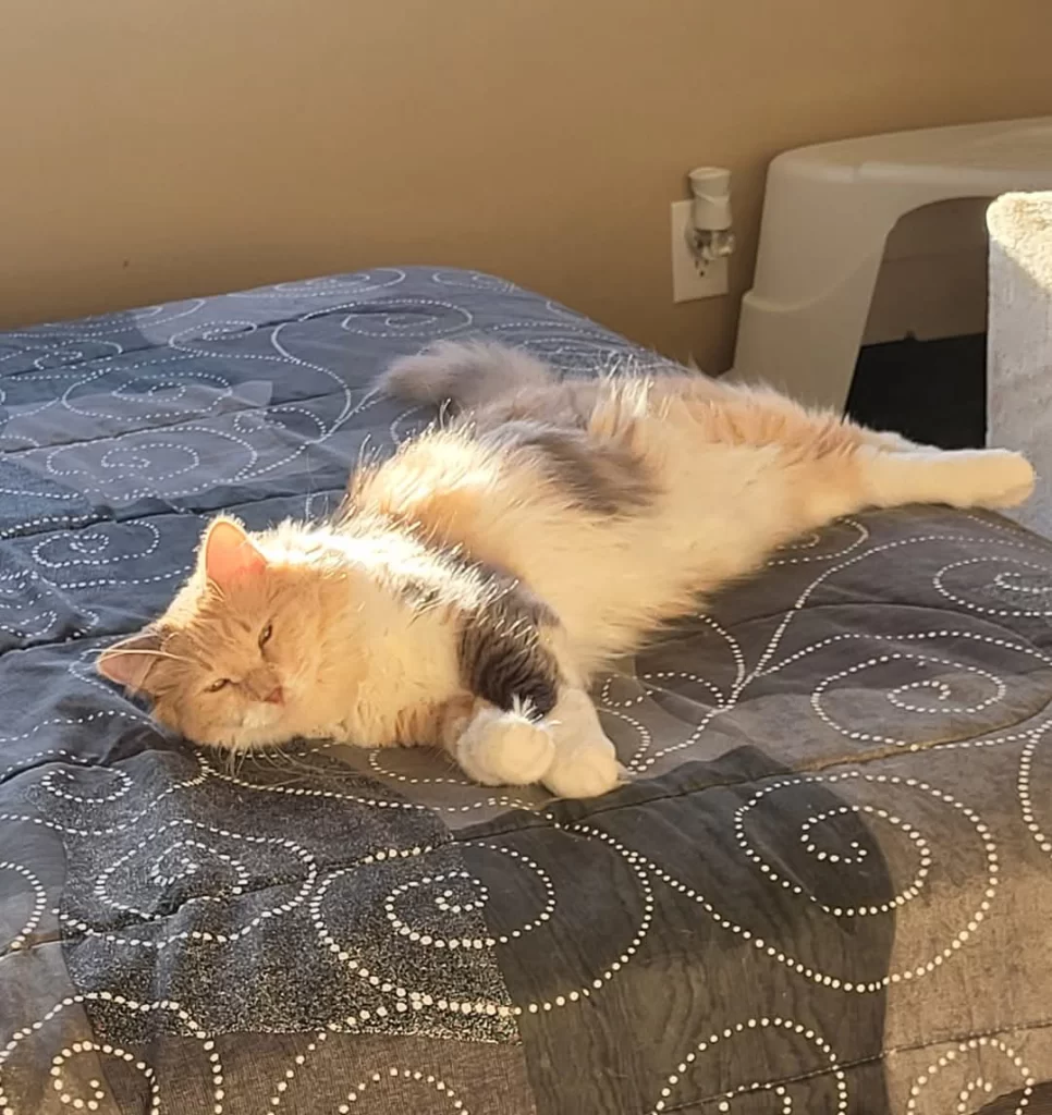 Sun Bathing Author Dave's cat lounging in the warm sun on a bed.