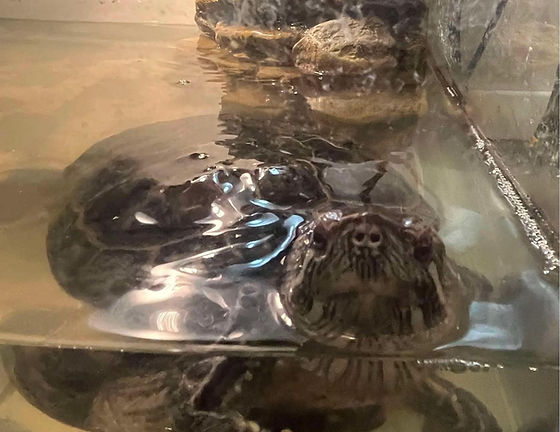 Turtle Circle of Friends photo of a turtle! They have animals besides cats and dogs!