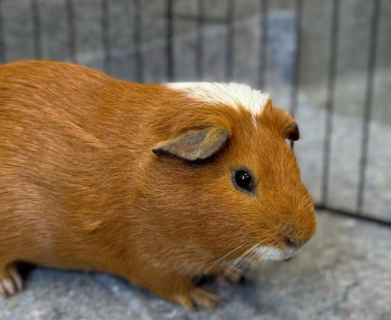 Cassanova Guinea Pig Cassanova from CoF gets a closeup for his profile on their website.
