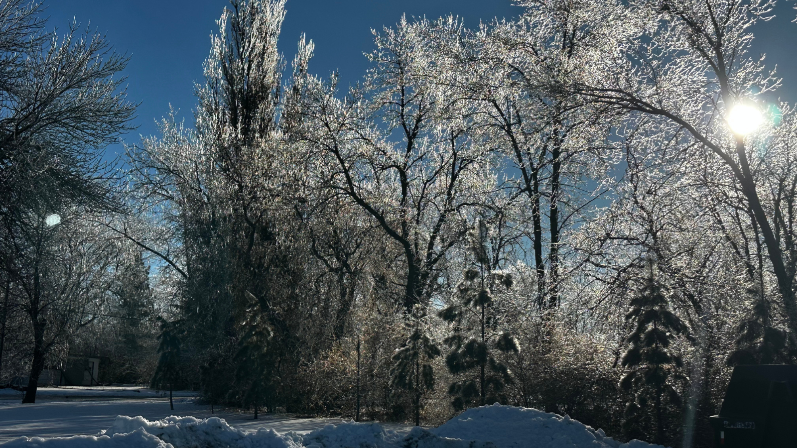 Icicle Wonderland Photo A frozen icicle photo with ice covering the ground and all the tree's branches. The sun is peaking through.