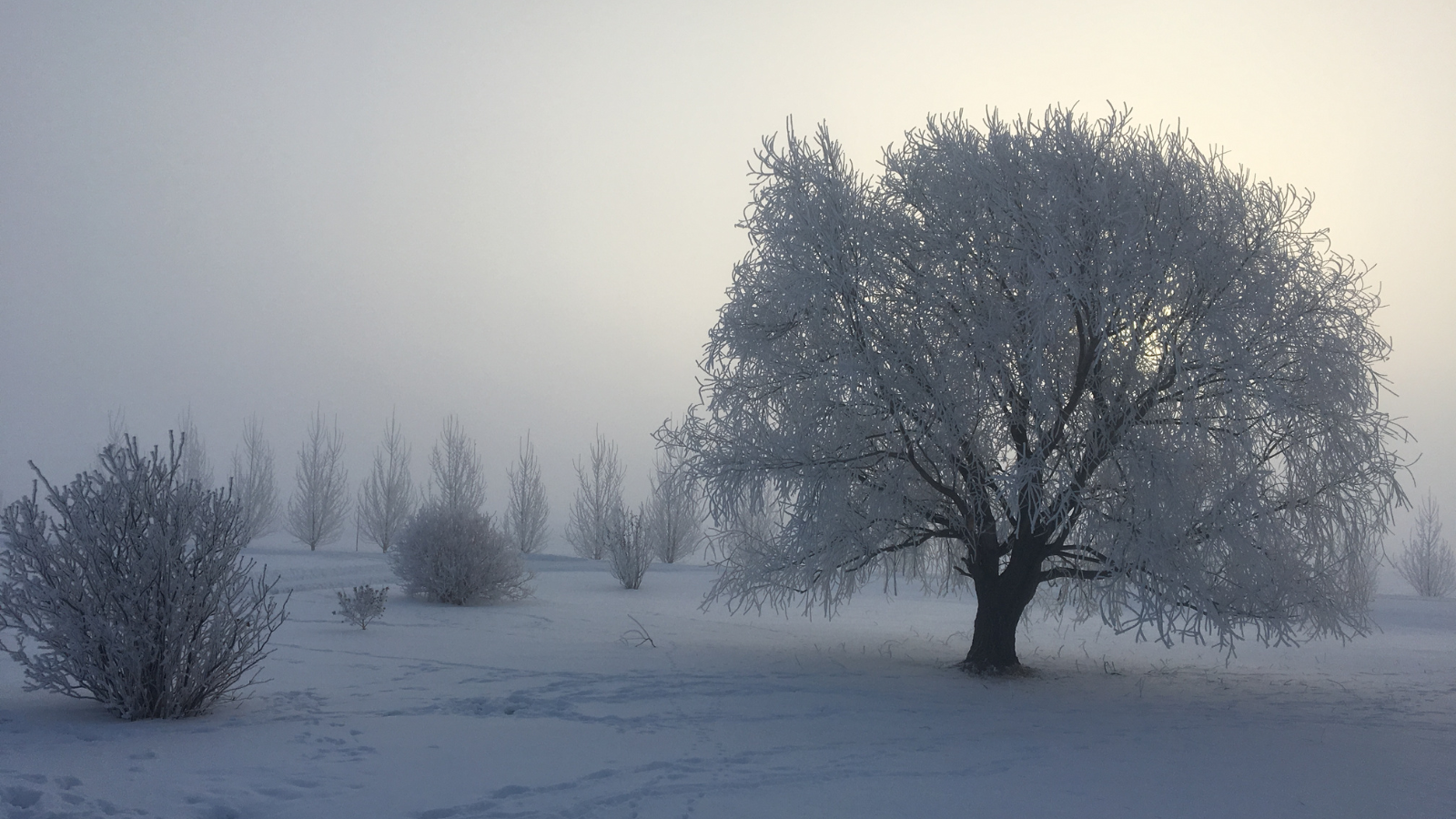 WCT - 2025 - Red - Natalie - article four - photo 4 Winter scenic photo while a storm is rumbling through. A tree stands in the middle with frost along all its branches