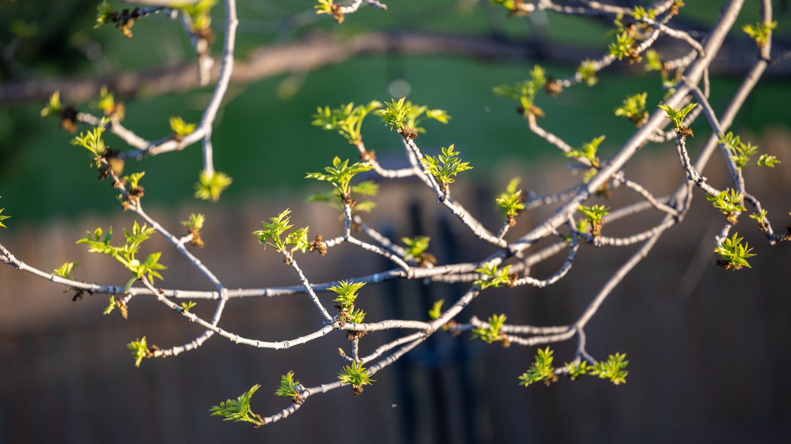 Trees blooming up close An up close shot of some tree branches blossoming in the new season