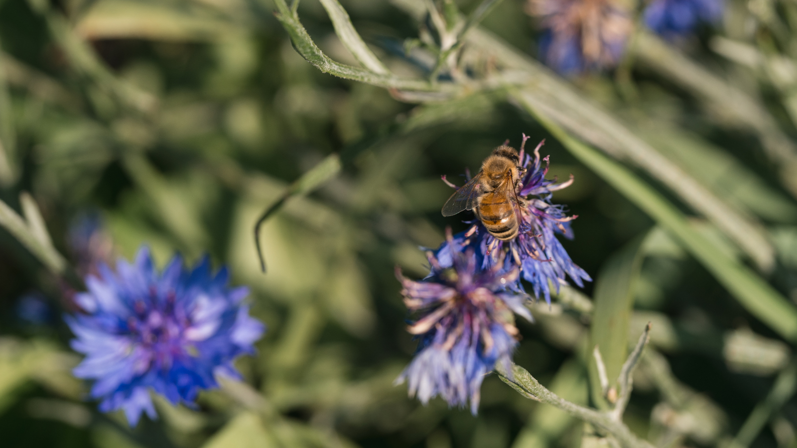 Bee Resting on a Flower Up close shot of a honeybee resting on a purple/blue flower