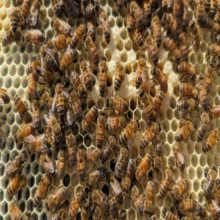Beehive close up photo Zoomed in photo of bees in a hive