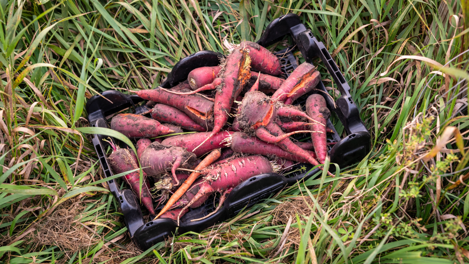 Rainbow Carrot Harvest A close up shot of some rainbow carrots that have been harvested from a community garden in town