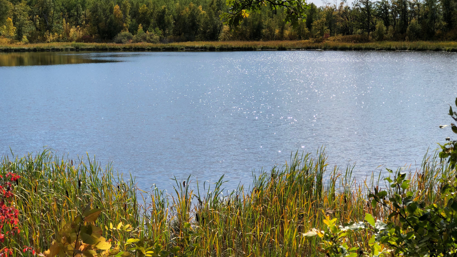 Spring pond photo Spring pond photo with the sun shining down