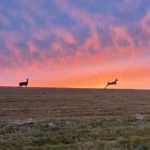 Deer with a sunset featured image