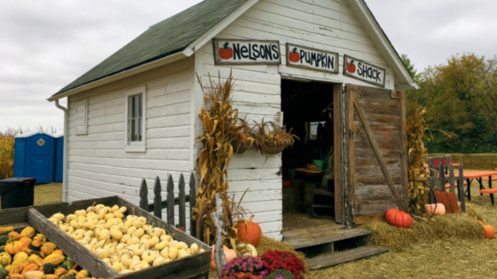 Nelson's Pumpkin Patch Photo A photo of Nelson's pumpkin patch white barn with pumpkins decorating around