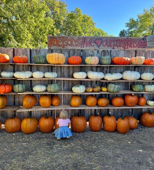 Pick Your Patch: Grand Forks-Area Pumpkin Patch Guide